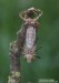 lesklice měděná (Vážky), Cordulia aenea, (Linnaeus, 1758), Anisoptera (Odonata)
